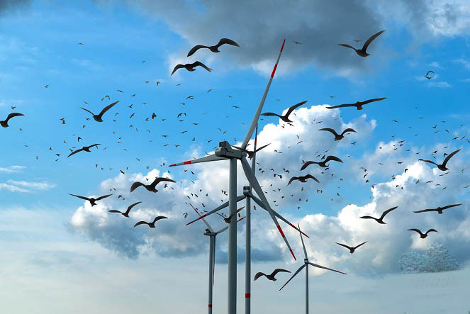 windmolens en vogelsterfte
