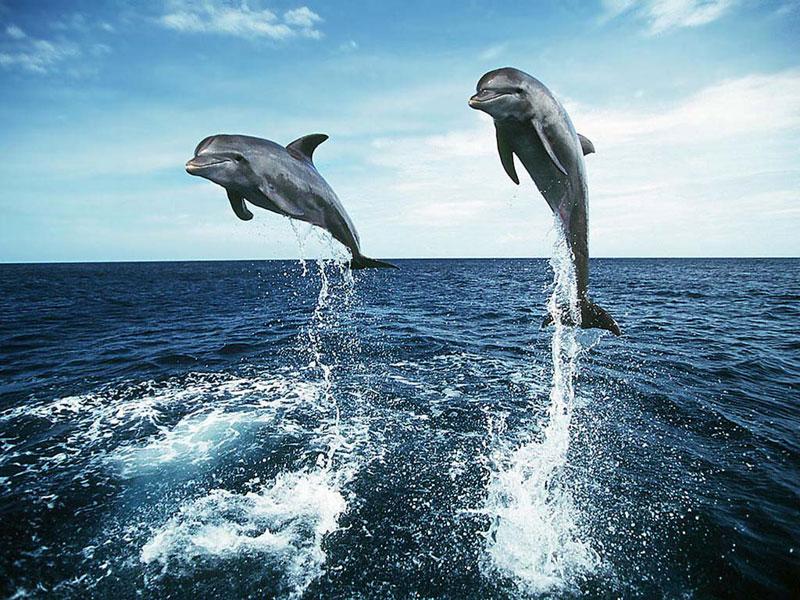 2 springende dolfijnen