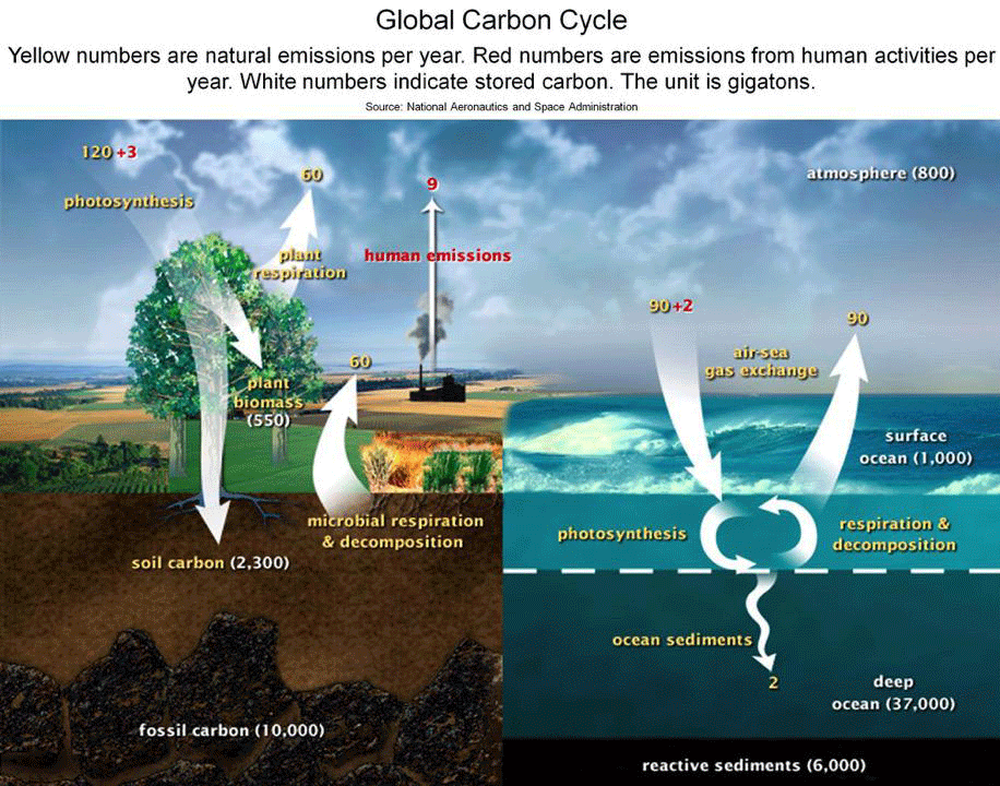 Global Carbon Cycle-NASA