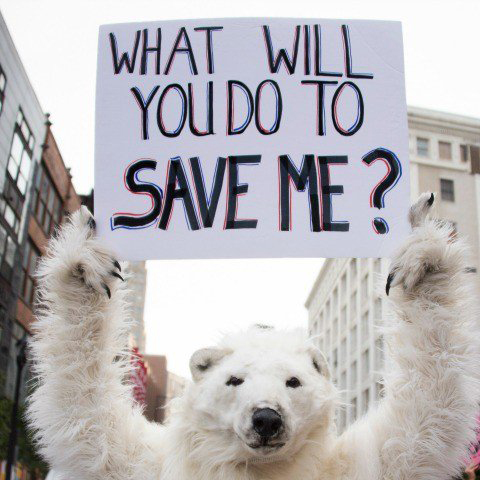 Who saves the polar bears ?