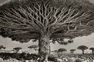Beth Moon_ oudste bomen ter wereld