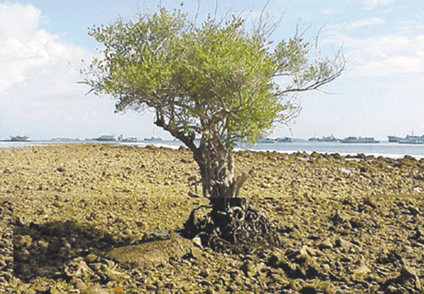 boom der kennis van goed en kwaad op het strand van de Maladiven