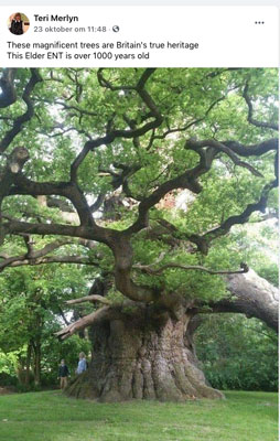 British true heritage-1000 year old tree