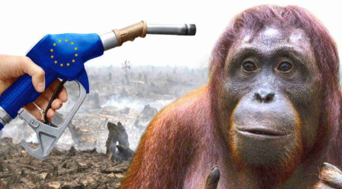 biofules kill orang oetans and primary forests