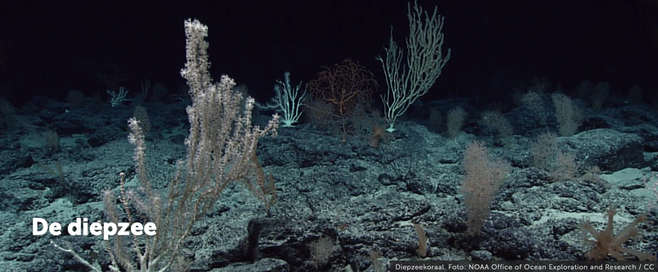 diepzee koralen