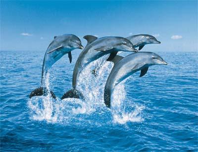 springende dolfijnen