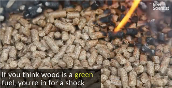 houtpallets is geen duurzame brandstof