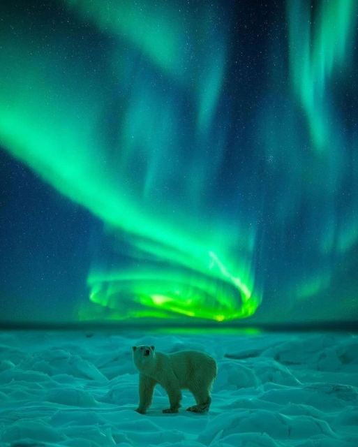 ijsbeer bij noorderlicht