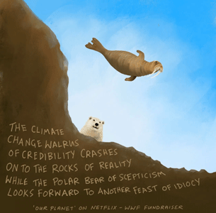 sceptische ijsbeer kijkt naar een van de rotsen vallende walrus