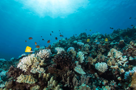 koraalrif bij Hawai