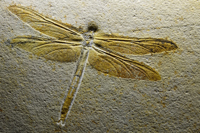 fossiel van een libelle