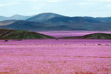 paarse bloesem in de Atacama-woestijn, Chili