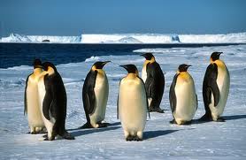penguins op de zuidpool