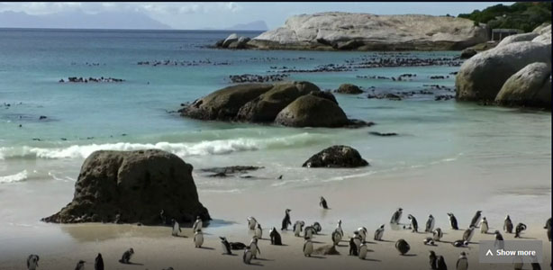 pinguins bij Simon's Bay, Zuid Afrika