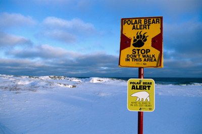 polar bear alert sign