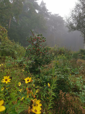 Stijve Zonnebloem