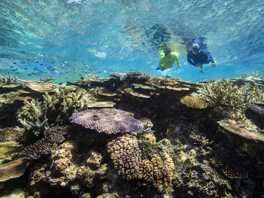 snorkelen op het Great Barrier Reef, Australië