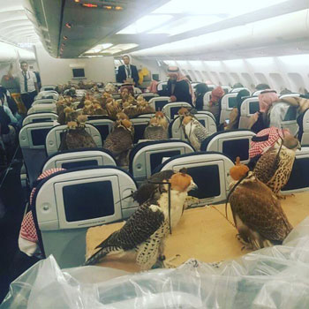 valken in een Arabisch vliegtuig