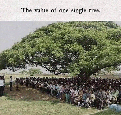 de waarde van een enkele boom