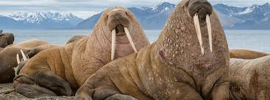 walrussen