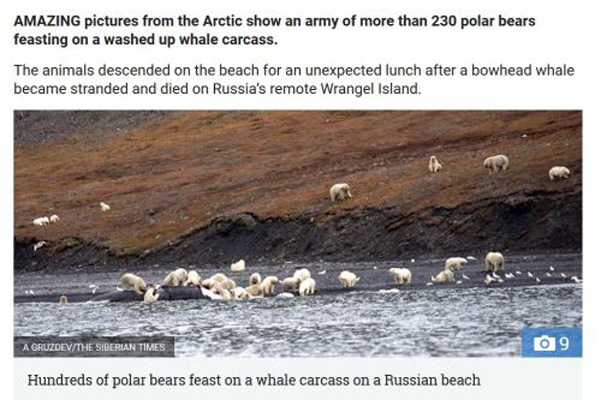 230 ijsberen hebben een eetfestijn met een aangespoelde walvis